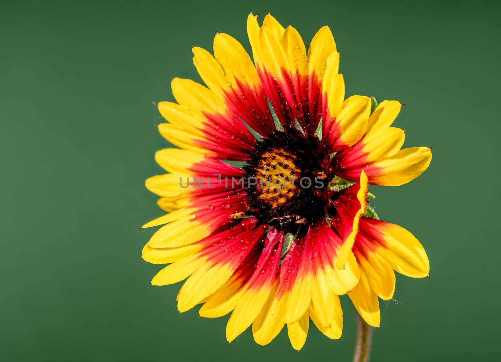 Beautiful Blooming red Gaillardia or blanket flower on a green background. Flower head close-up.