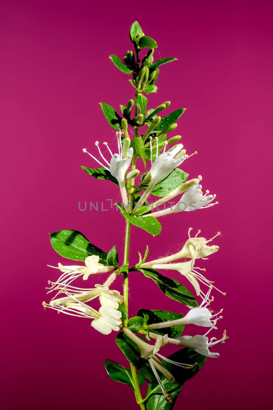 Blooming decorative honeysuckle on a pink background by Multipedia