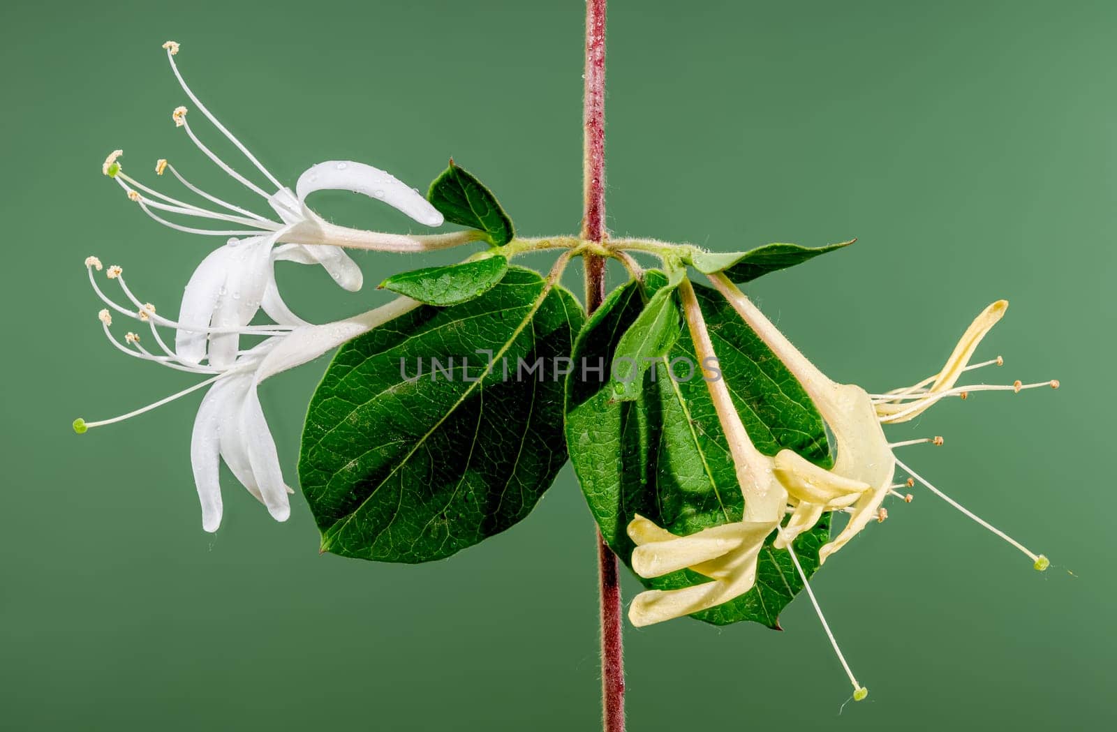 Beautiful Blooming white decorative honeysuckle on a green background. Flower head close-up.