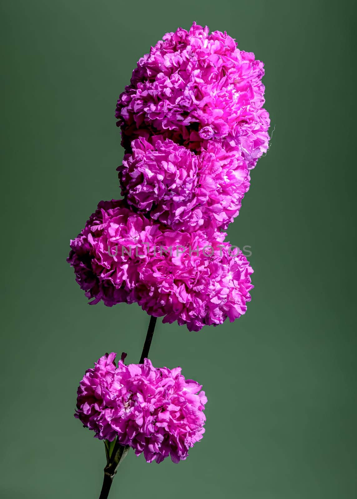 Beautiful Blooming Lichnis viscaria Pink Rosea Plena on a green background. Flower head close-up.