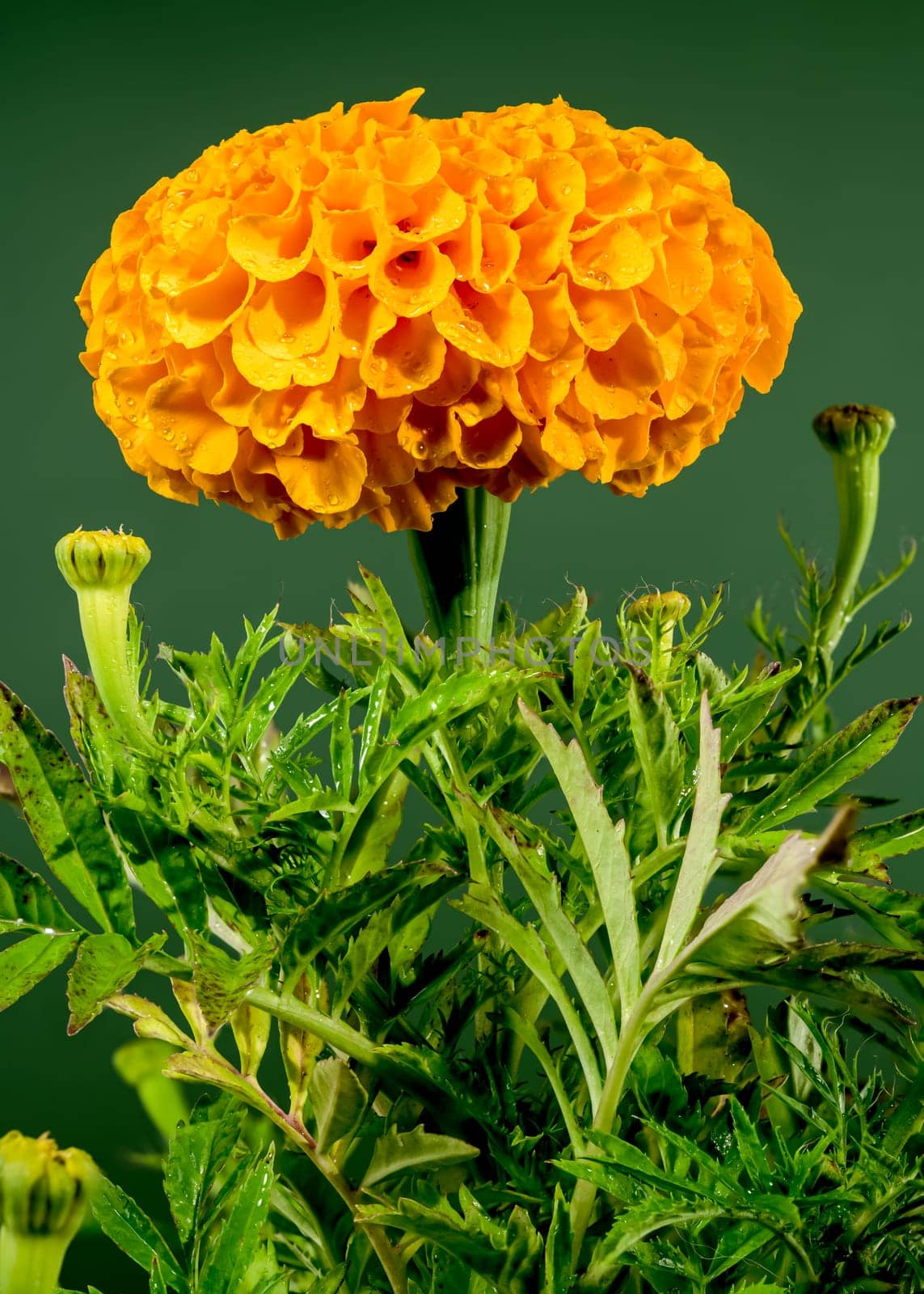 Beautiful Blooming orange Tagetes or marigold flower on a green background. Flower head close-up.