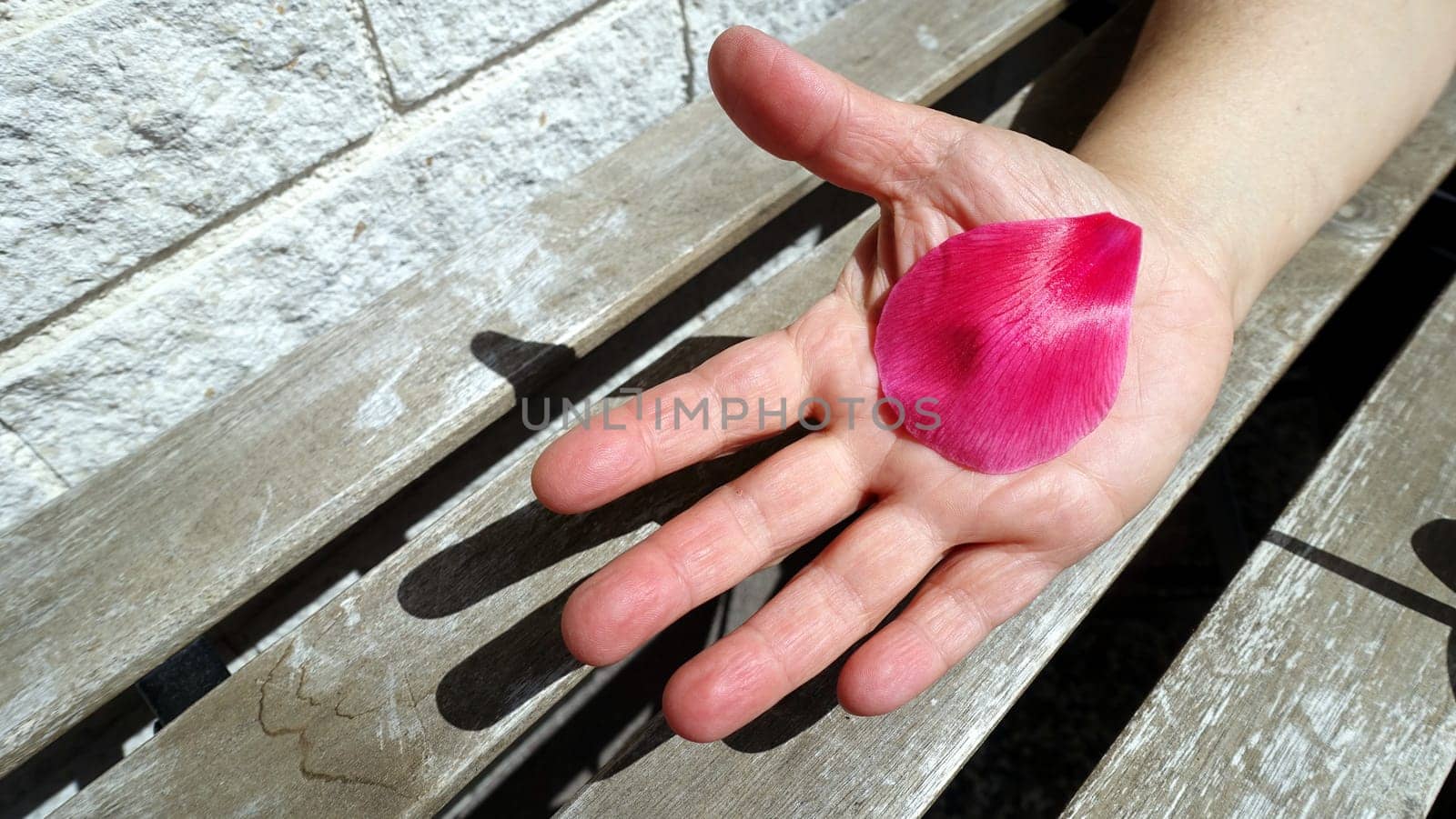 A petal of a freshly fallen pink flower resting in the palm of a hand.