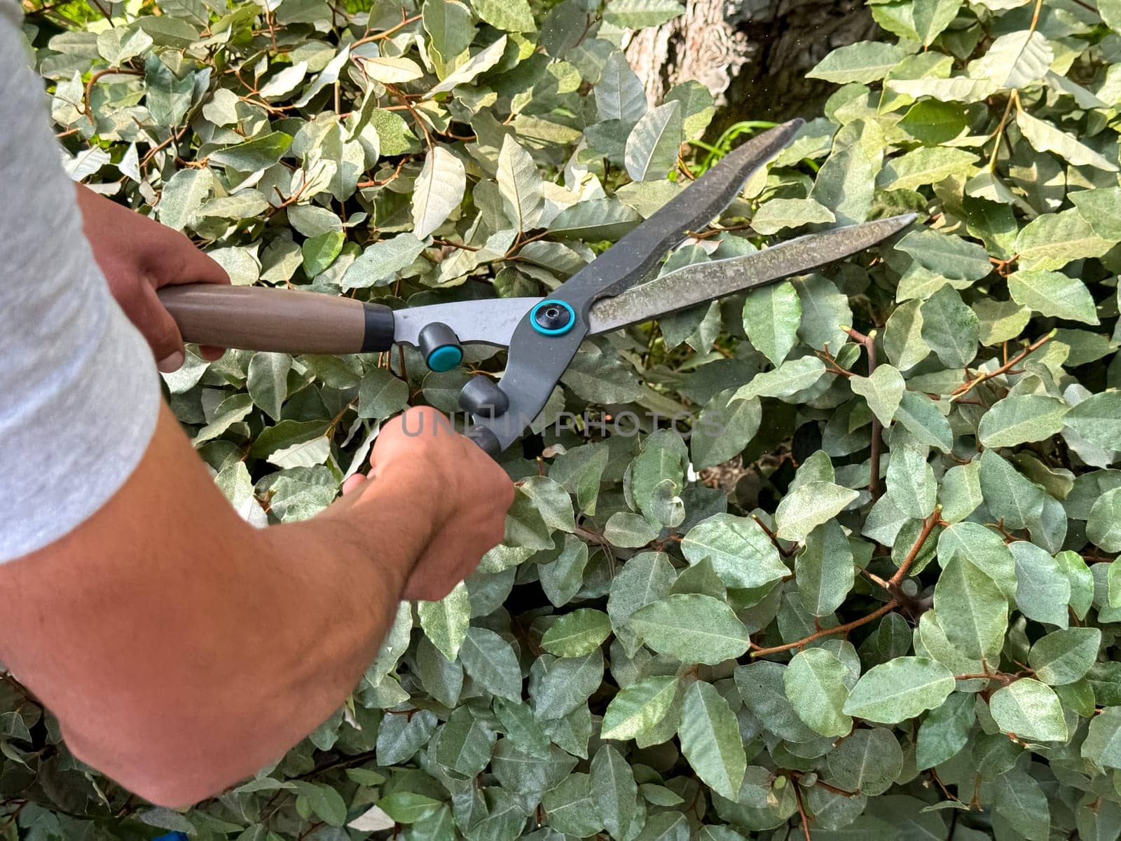 Close up of man using garden shears to trim and shape lush green ivy, focusing on plant care and landscape maintenance, outdoor gardening activity on sunny day. High quality photo