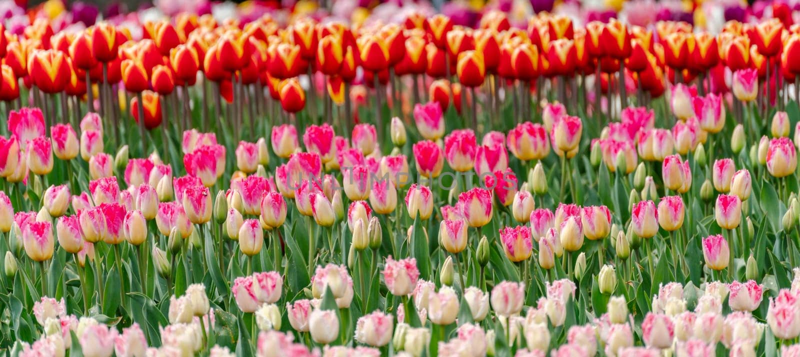 Pink tulips spring blossoming, bokeh flower background, pastel and soft floral card, selective focus.