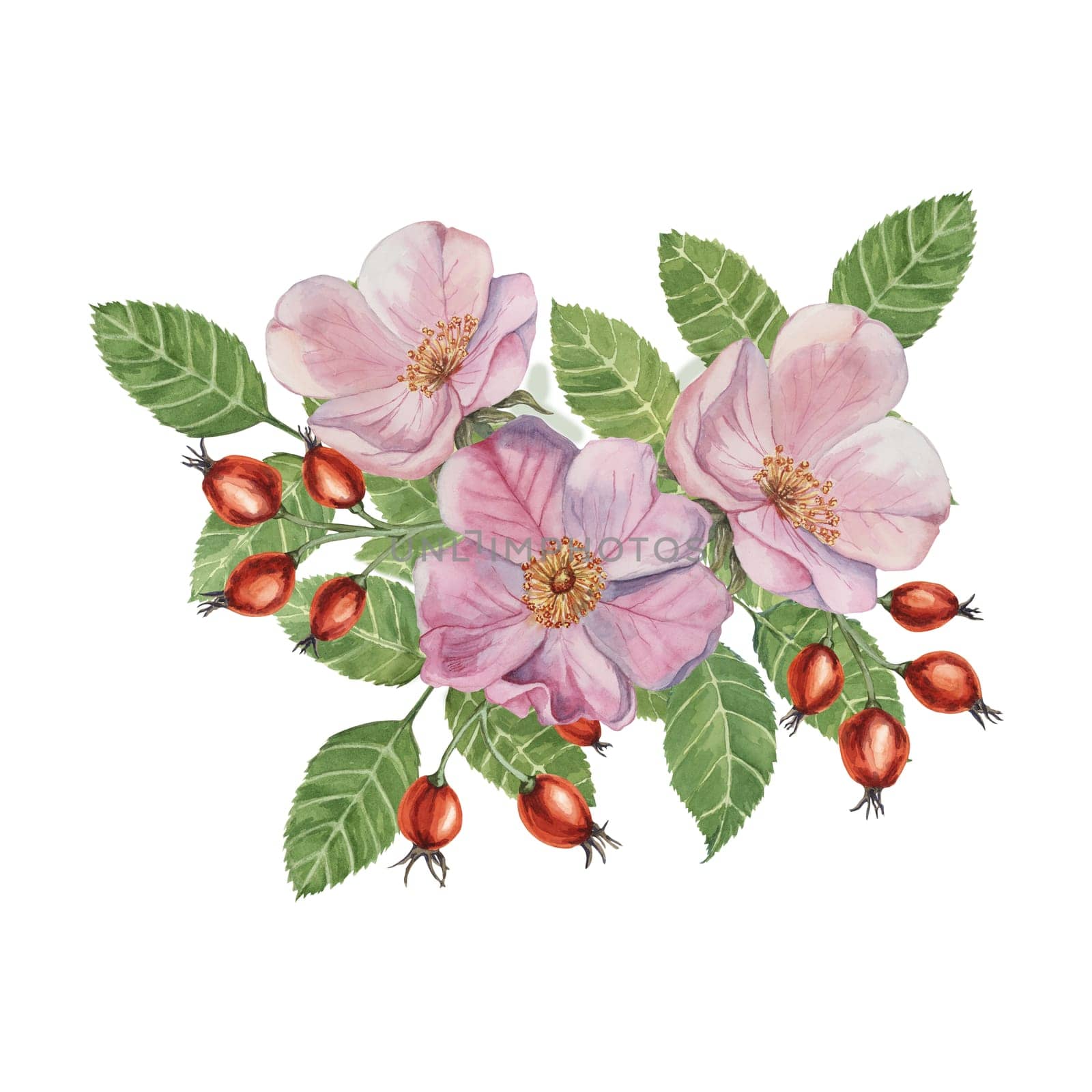 Red rosehip berries and Pink wild rose flowers with buds. Rosa canina plant branch in watercolor. Floral dogrose clipart for botanical design, greeting cards, invitations, scrapbooking, decoration