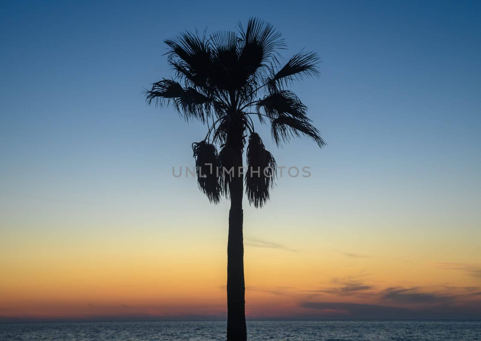 Stunning sunset with palm tree silhouettes against a colorful sky. by Mixa74