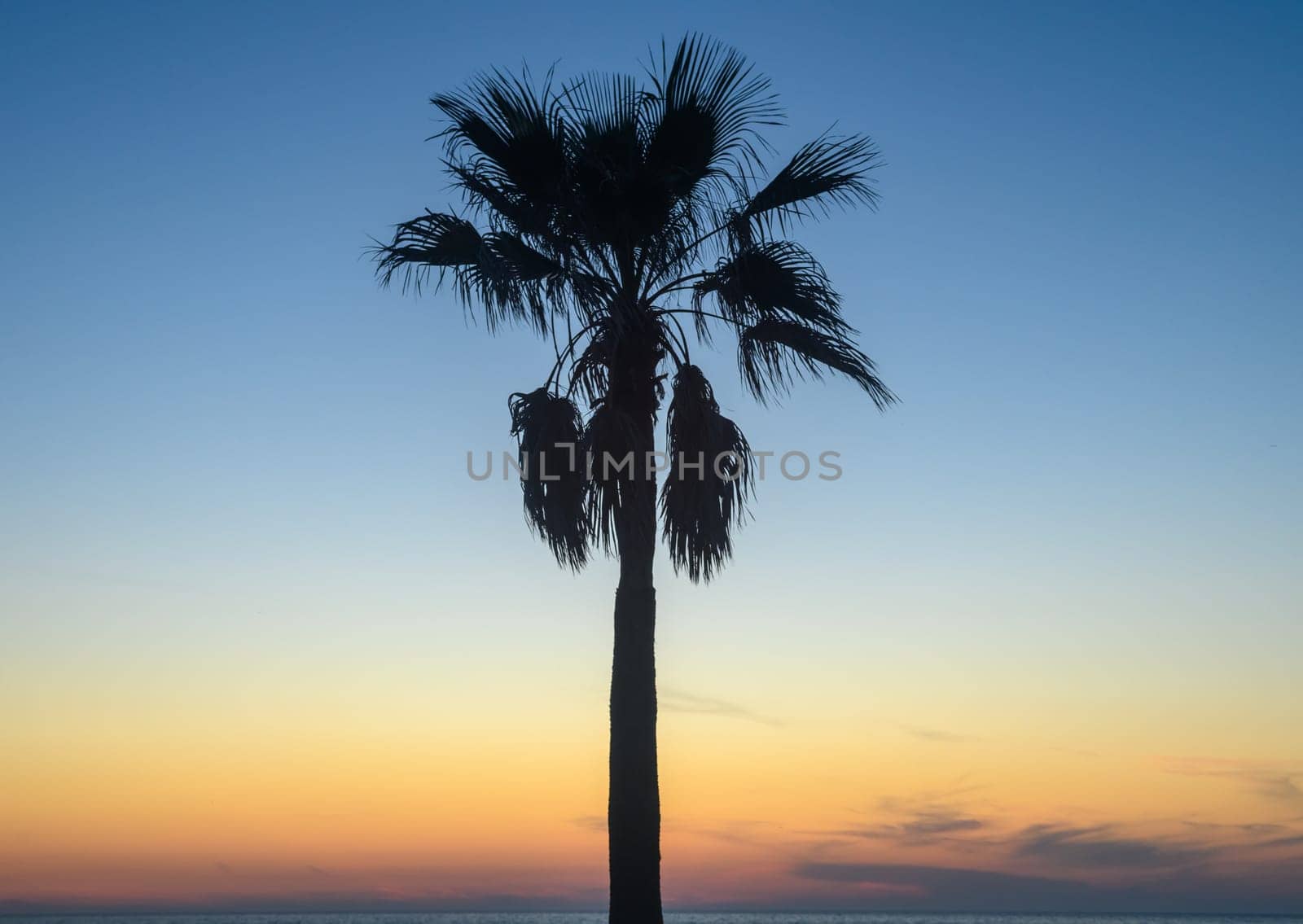 silhouette of a tropical palm tree against a sunset background 1 by Mixa74