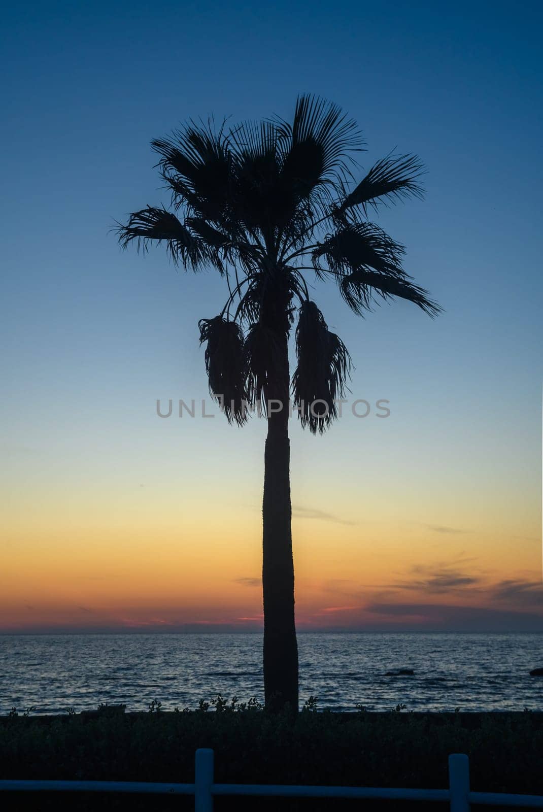 silhouette of a tropical palm tree against a sunset background by Mixa74