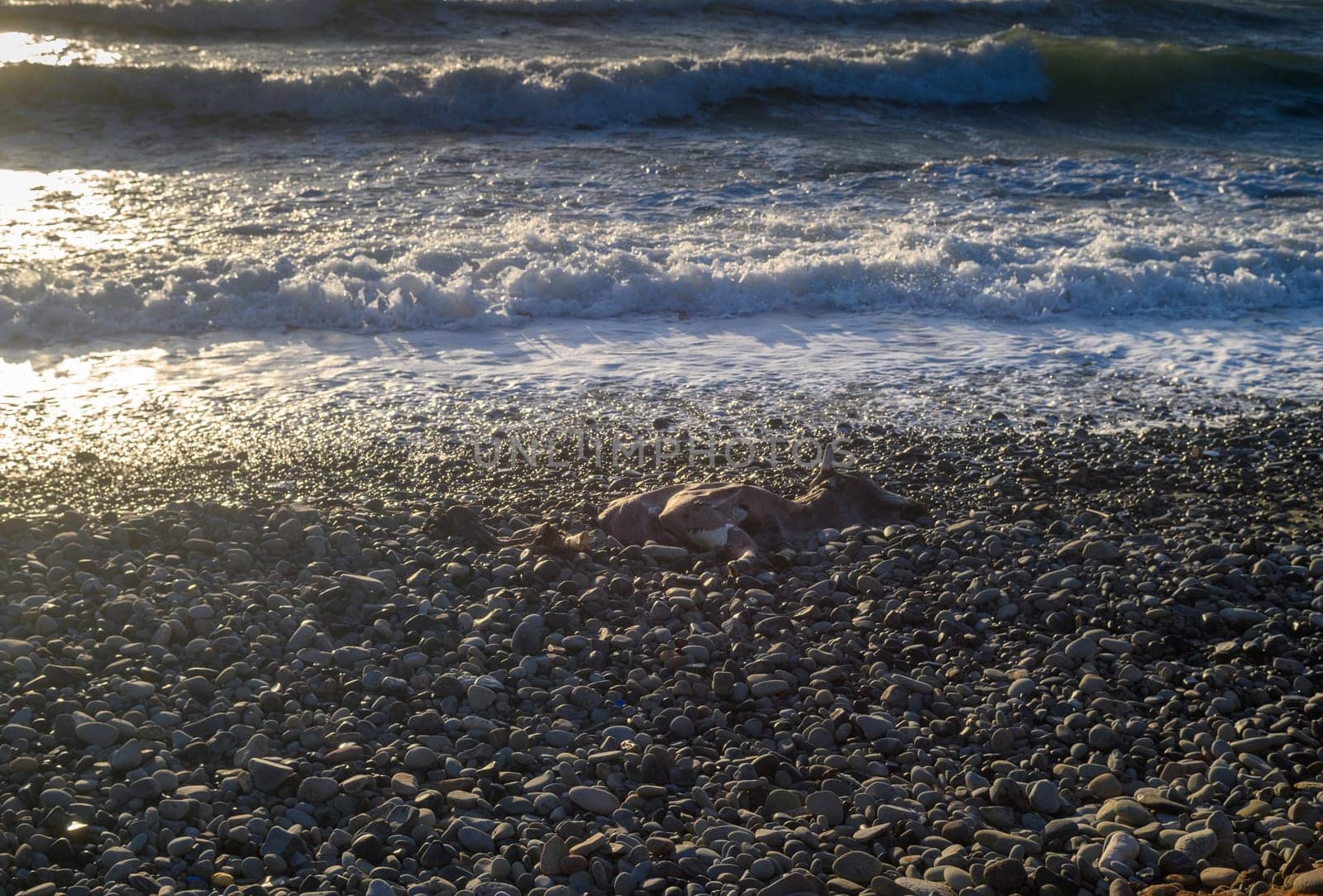 the corpse of a cow washed up by the Mediterranean Sea on the beach of Cyprus 2