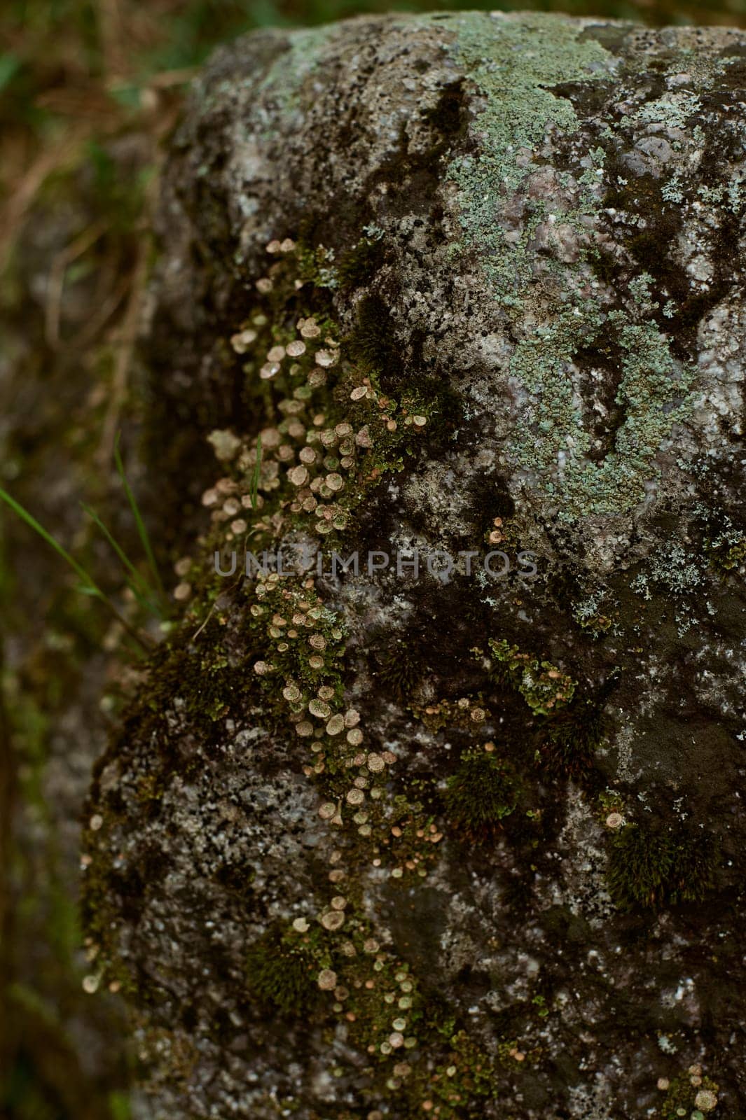 A terrestrial plant, moss, growing on a bedrock outcrop. It serves as a groundcover and adds a touch of green to the rocky surface