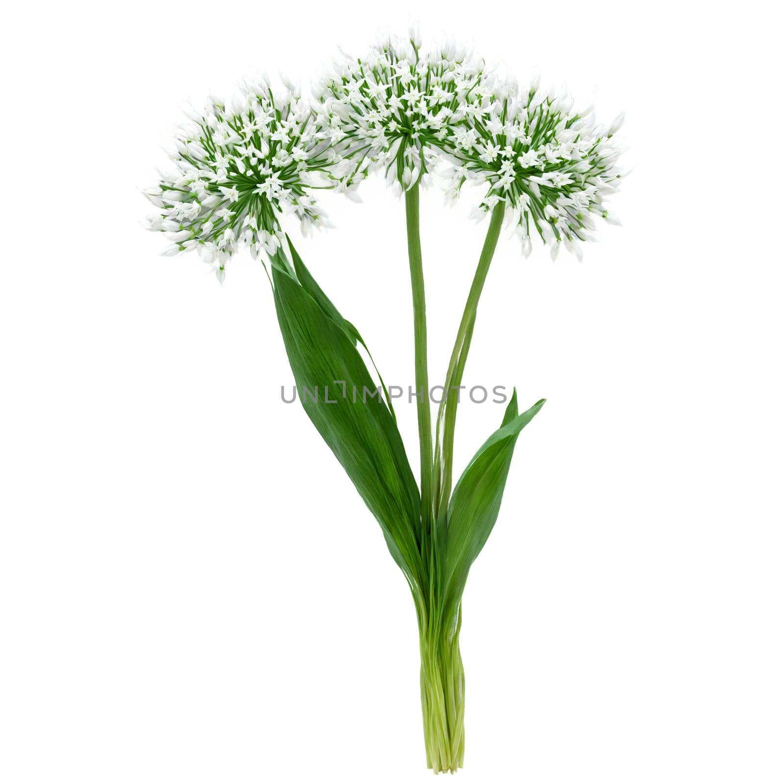 Wild Garlic Plant low growing plant with long narrow leaves and clusters of white star. Plants isolated on transparent background.