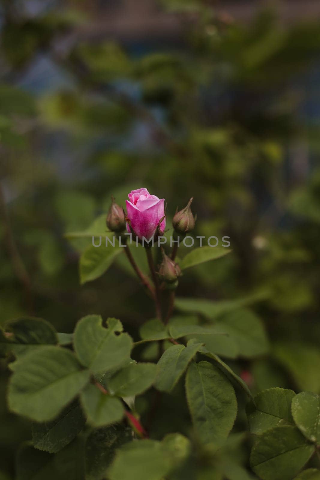 Top view of beautiful pink rose and bud growing outdoors. Close-up pink rose in garden with blurred background copy space