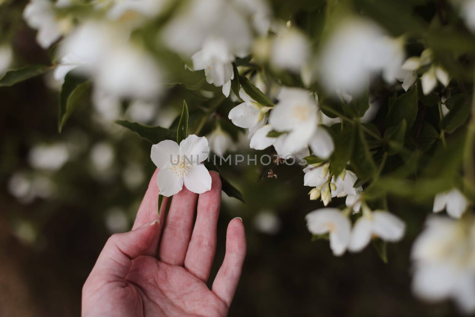 Jasmine bloom. A beautifull white flower of Jasmine.