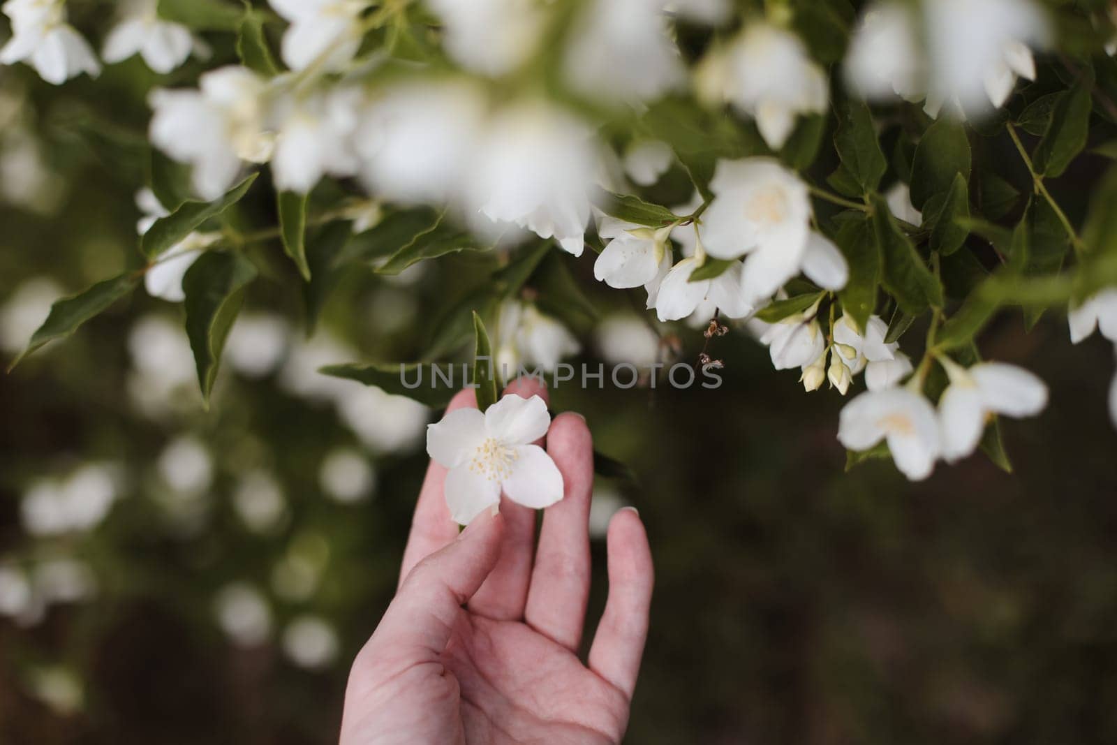 Jasmine bloom. A beautifull white flower of Jasmine.