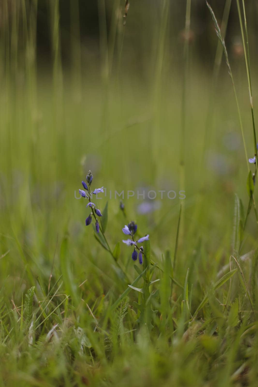 Beautiful close-up image of fresh green grass with flowers in natural meadow on warm summer morning with blurred background