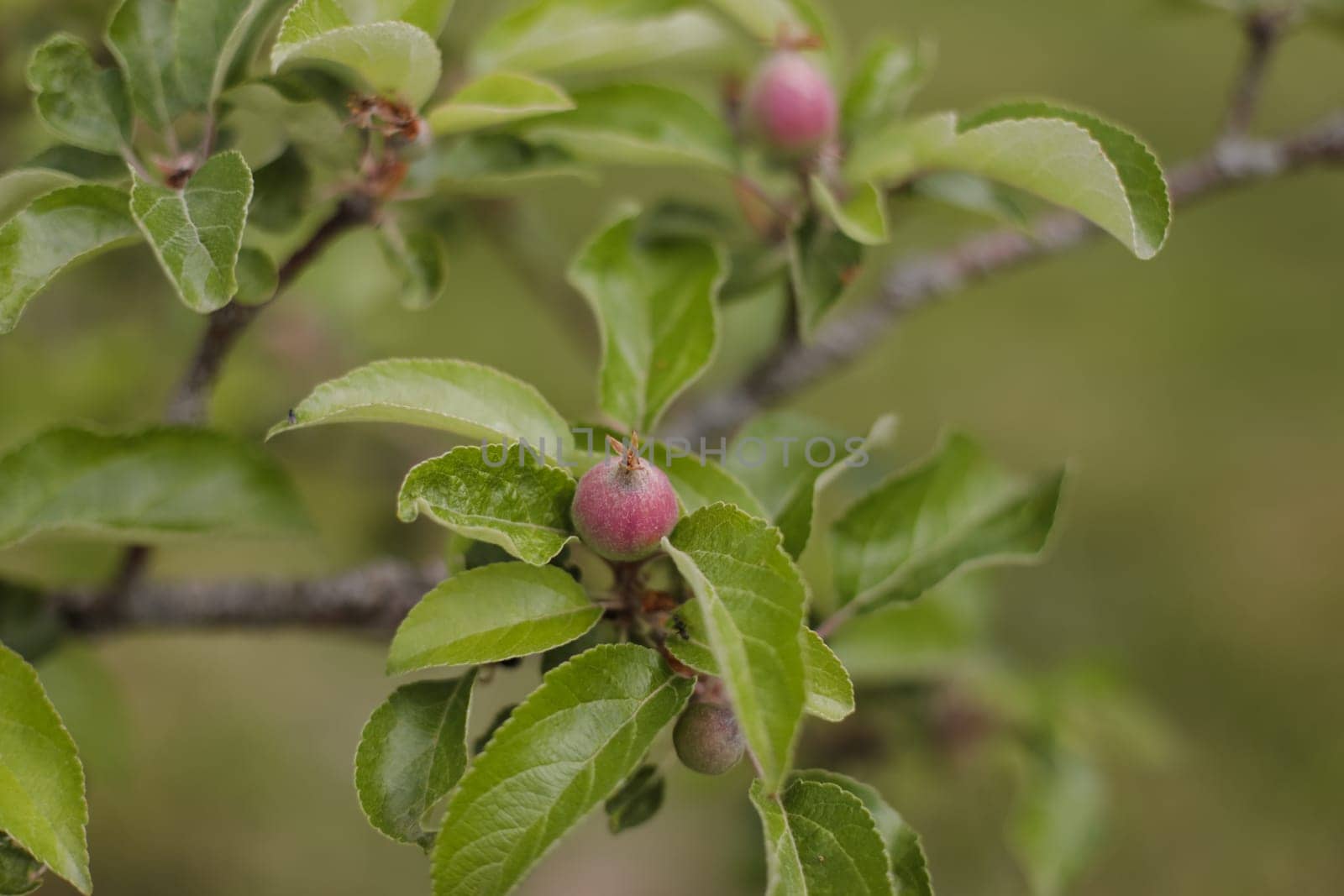Red apple fruit hanging on tree branch with green nature background.