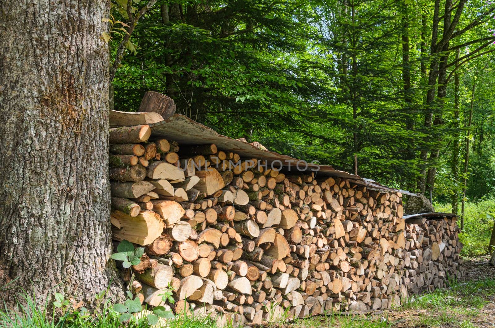 Firewood stacked in the woods. On top of the stack there is a protective layer against rain. Green trees in the background.