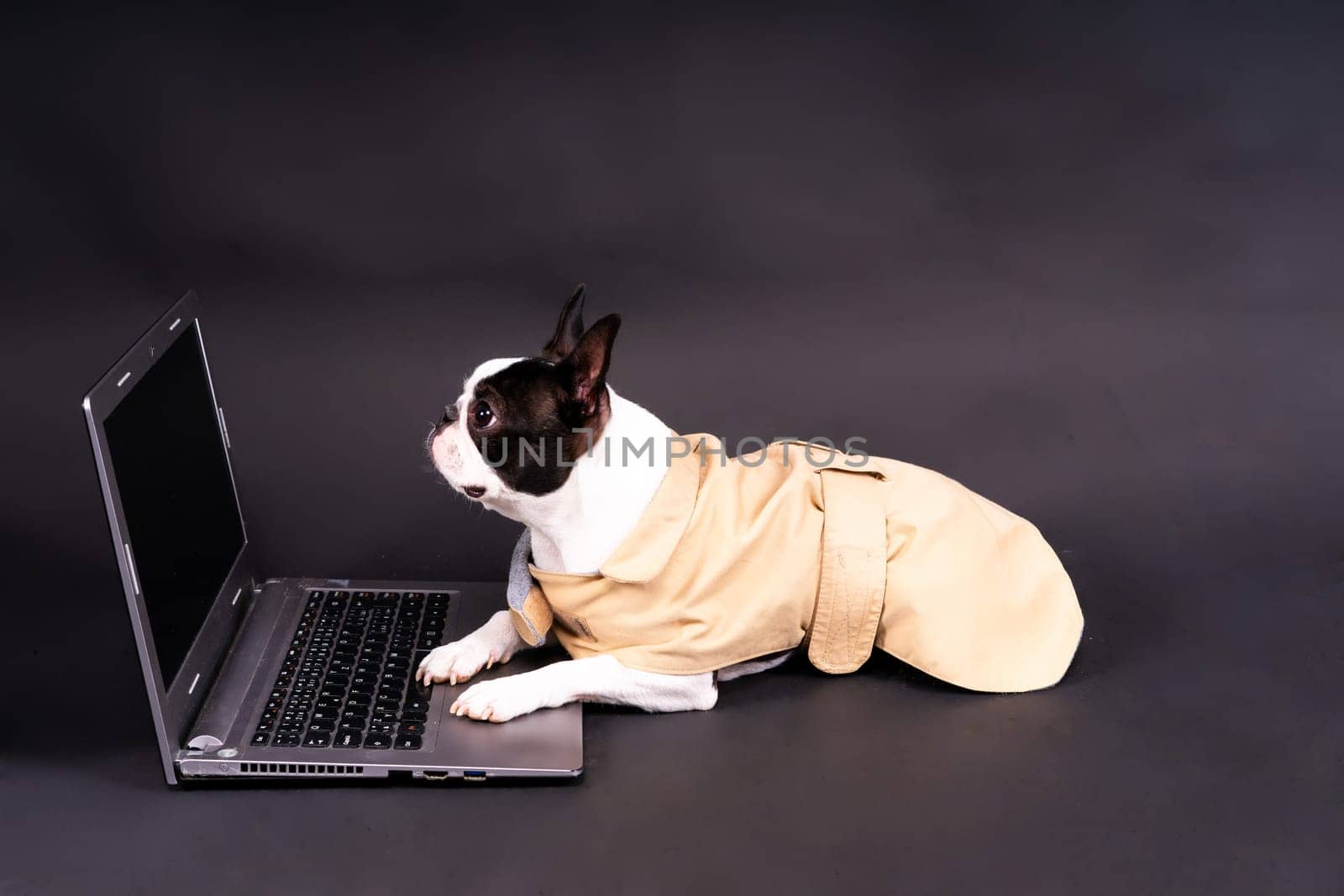 The dog uses laptop. Boston terrier looks at something, communicates with someone
