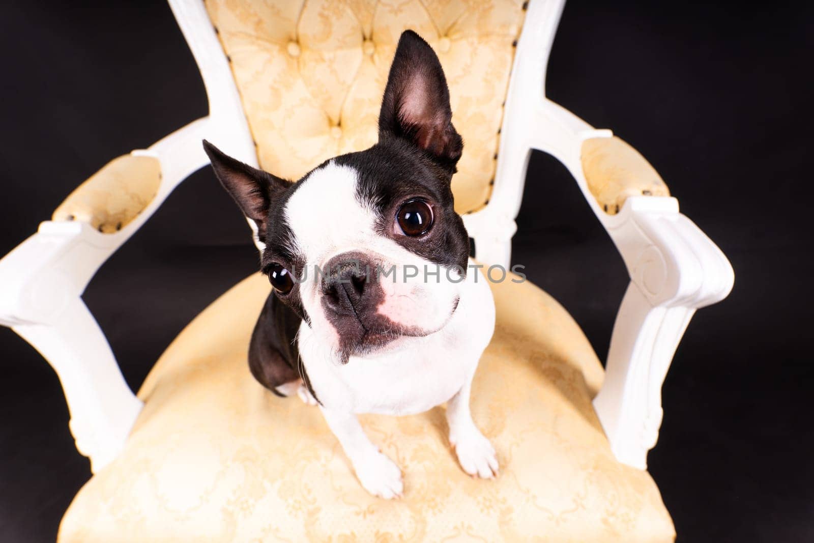 Boston Terrier dog sitting on an ancient arm chair in a studio.