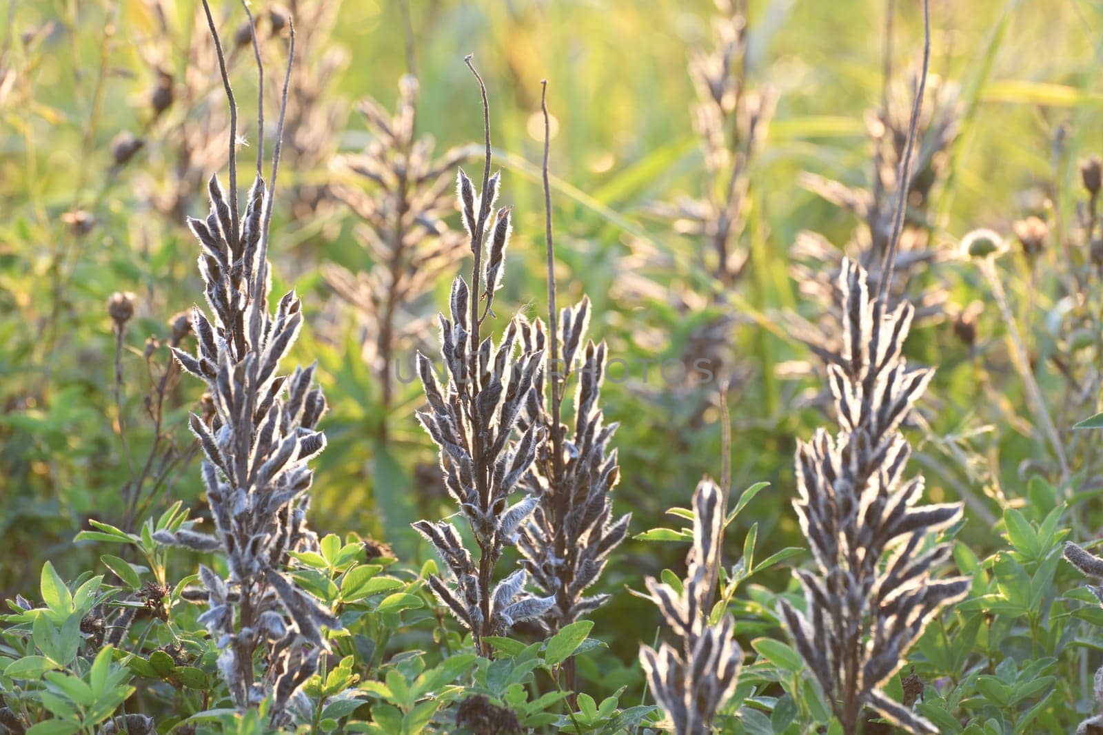 Autumn weedy meadow grasses in the sunset light