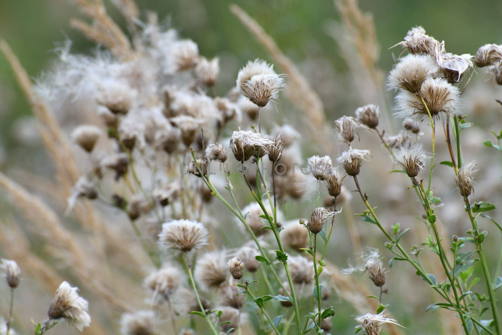 Cirsium arvense - sow thistle, weed in autumn with seeds in wild