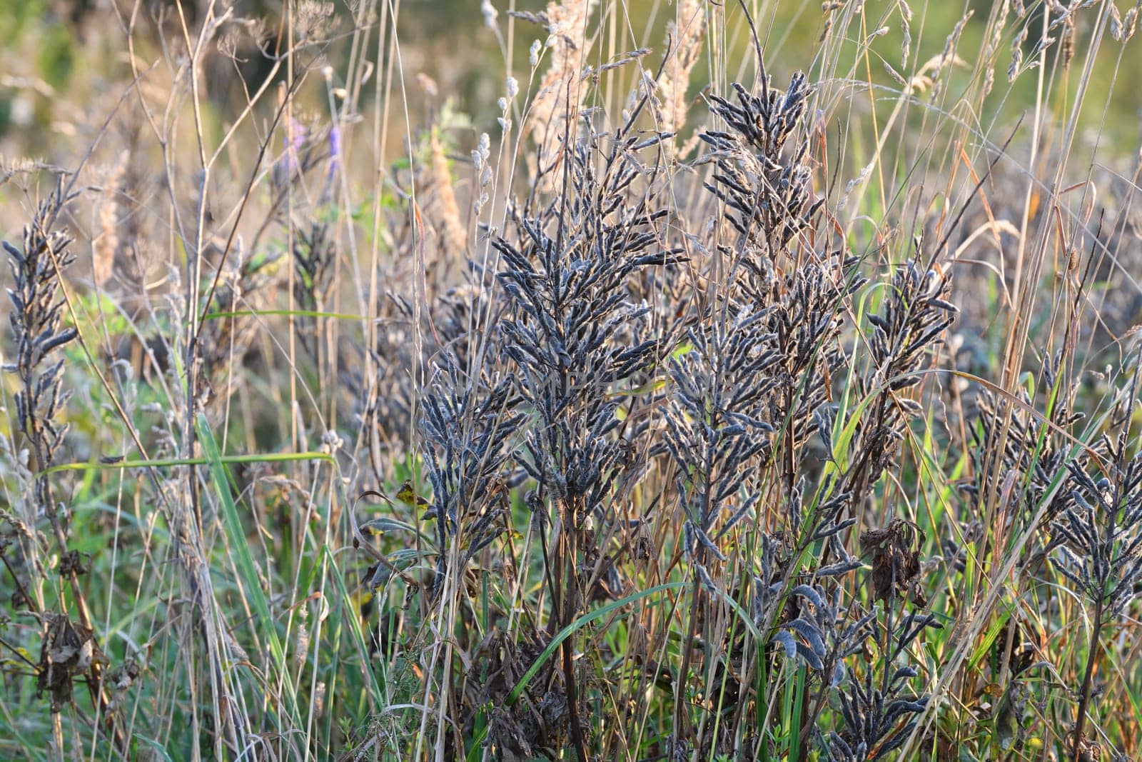 Autumn weedy meadow grasses in sunset light by olgavolodina