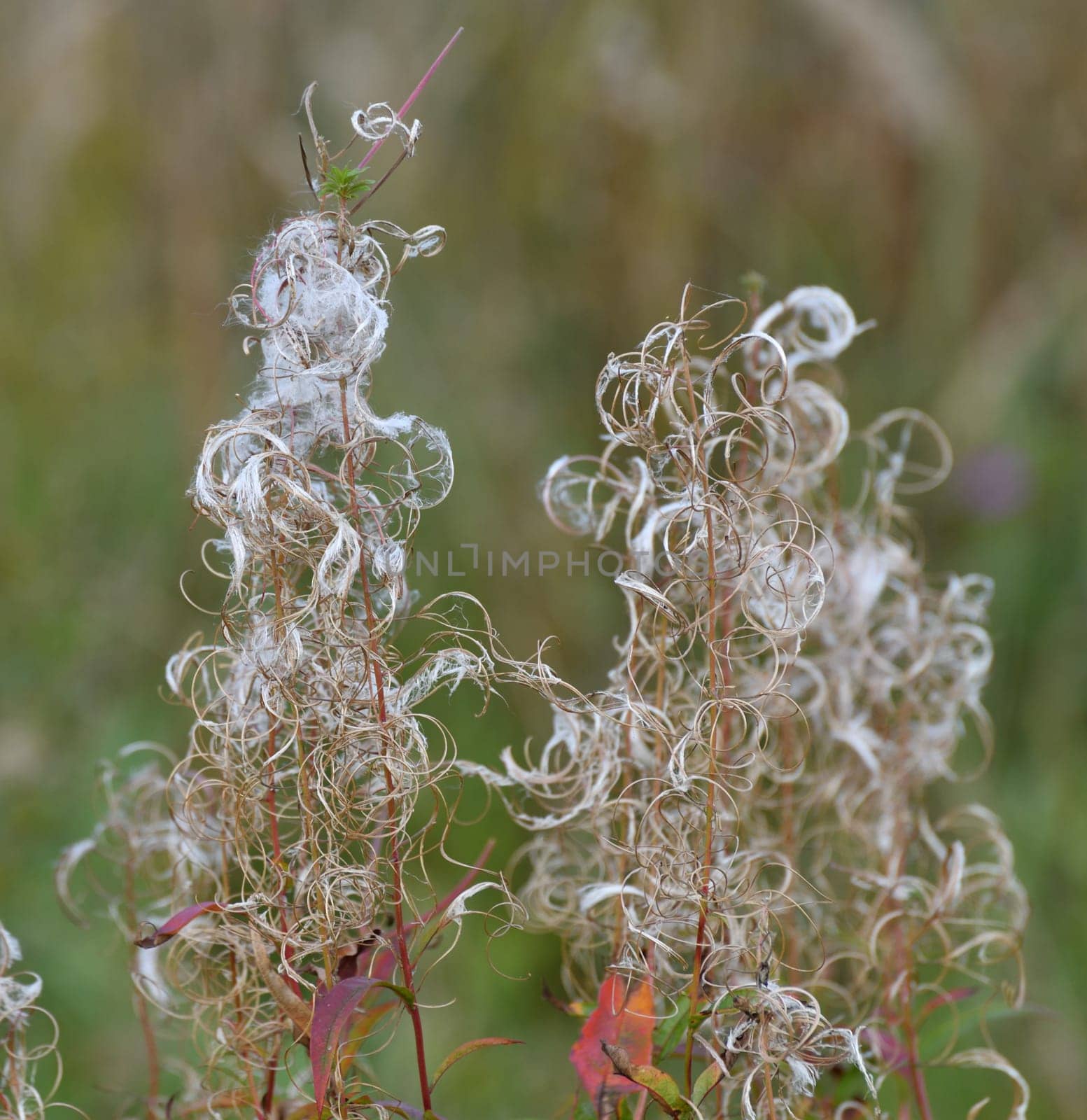 Chamaenerion angustifolium - Fireweed, weed in autumn with seeds in wild