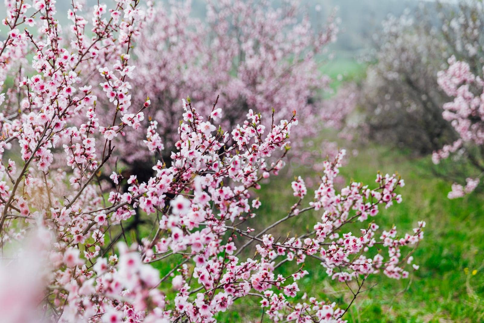 pink flowering trees peach garden nature spring by Simakov