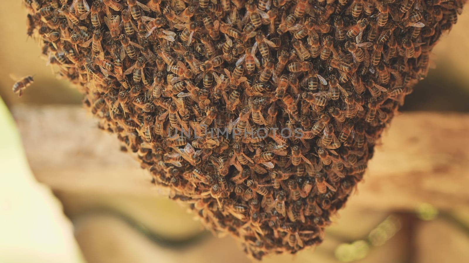 A hive of wild bees in the countryside