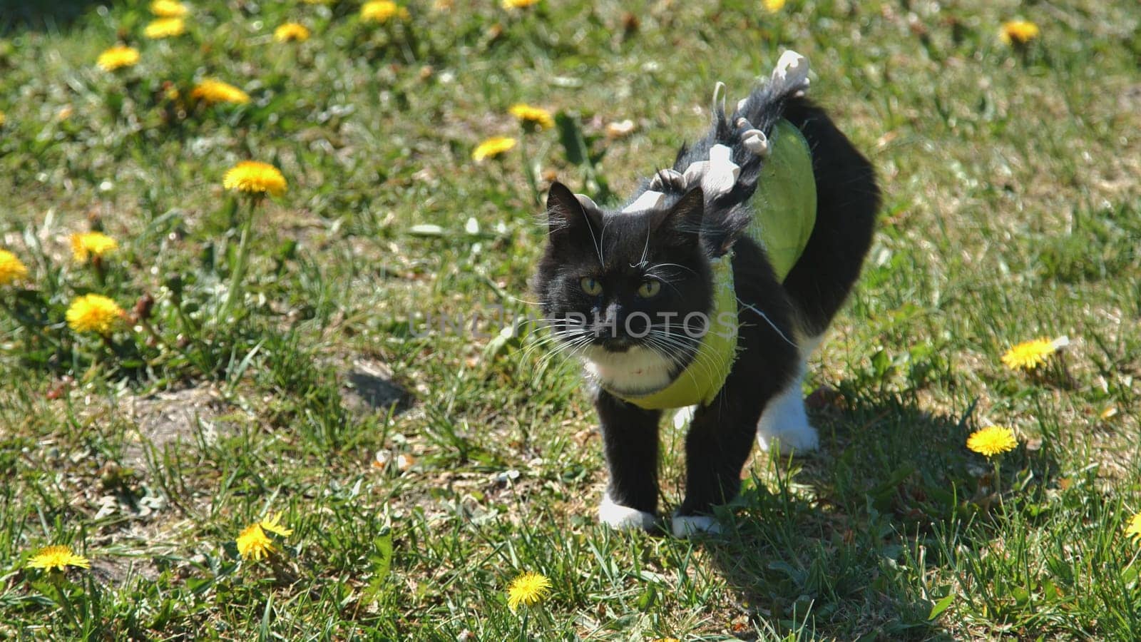 A cat after spaying in an apron on the grass. by DovidPro