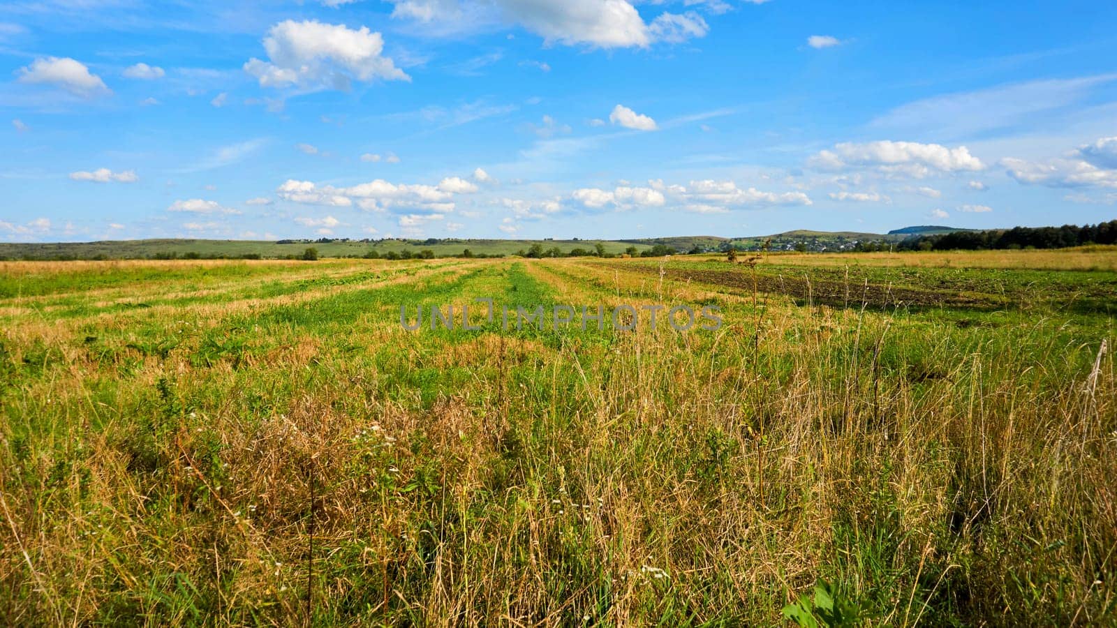 Summer rural overgrown field and wonderful blue sky by jovani68