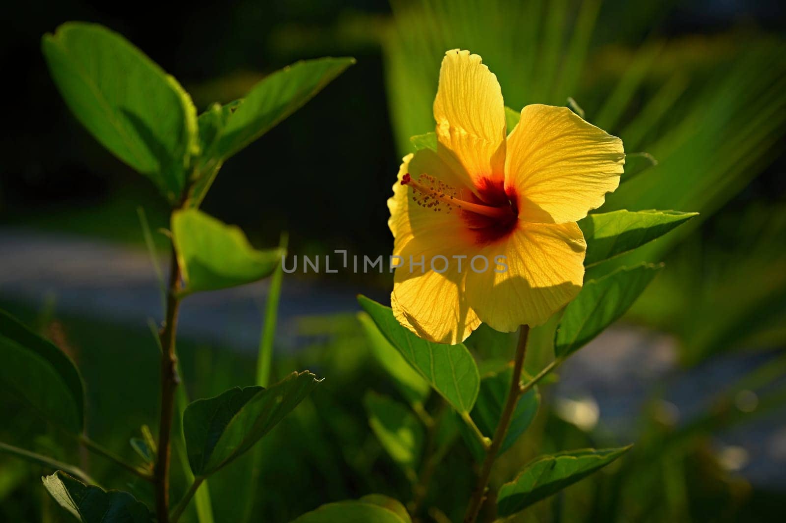 Yellow flower. Beautiful flowering hibiscus. (Hibiscus sabdariffa, Hibiscus esculentus)