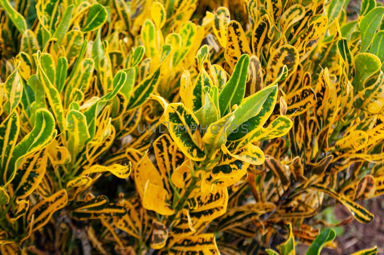 Yellow leaf with customizable space for text or quote.