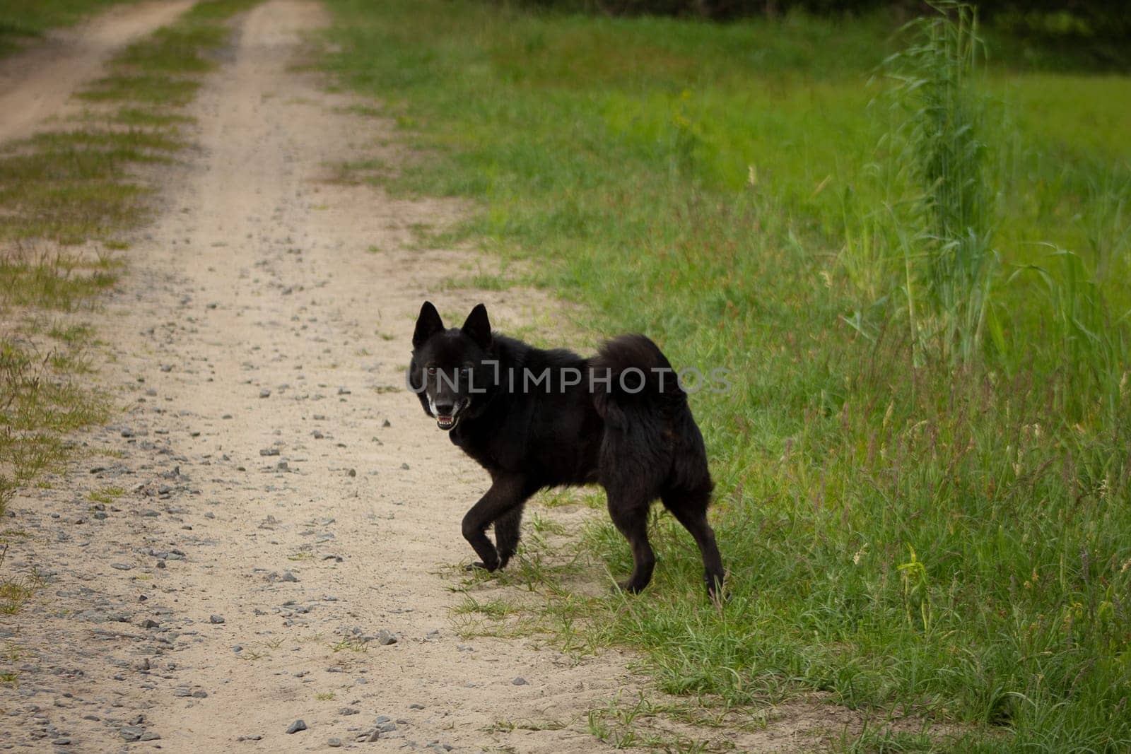 A black dog runs along a sandy road that passes through the forest and comes out into the field. Sand road through the forest to the field. Country road