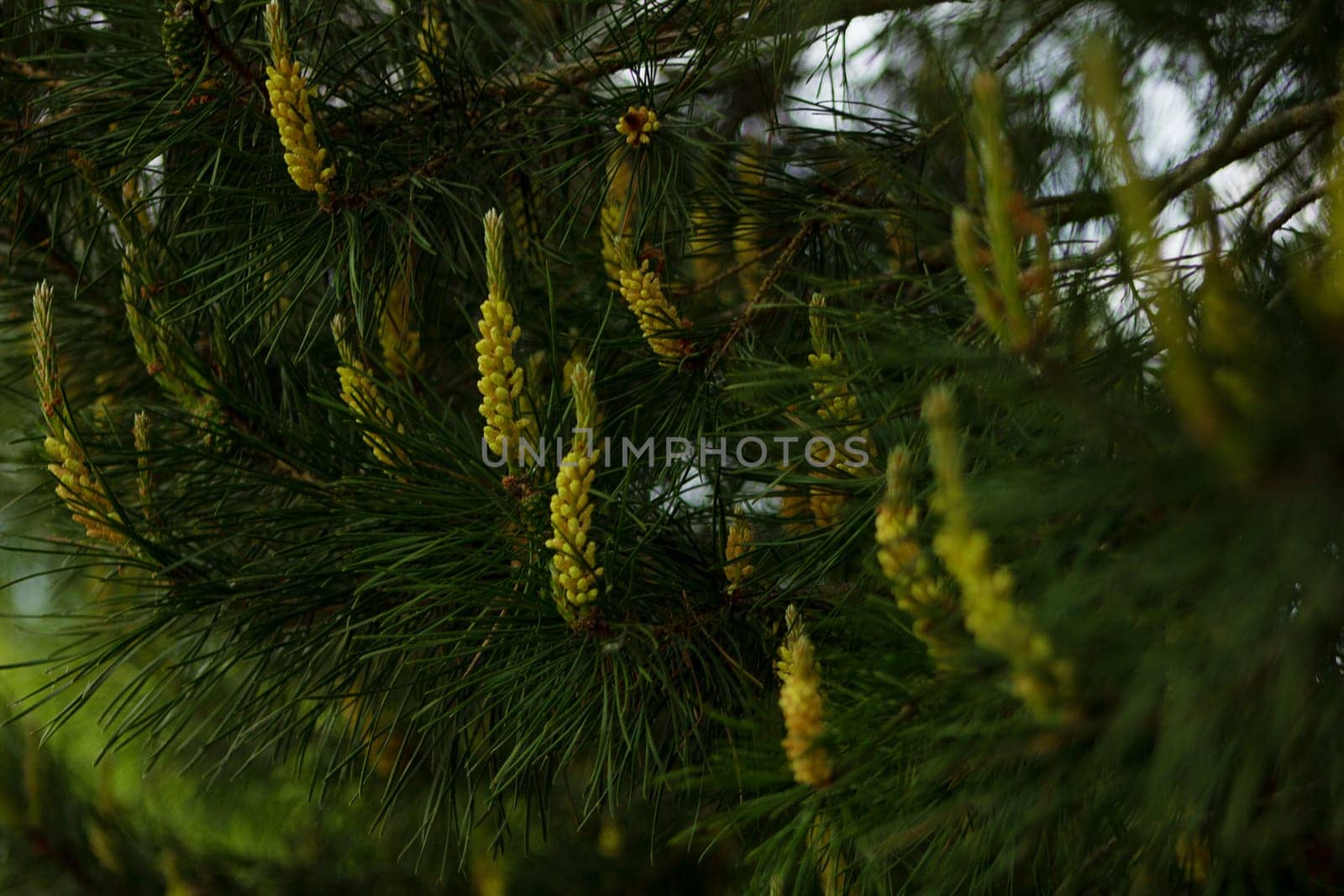 Pine flowers blooming in spring, outdoors in the forest. High quality photo