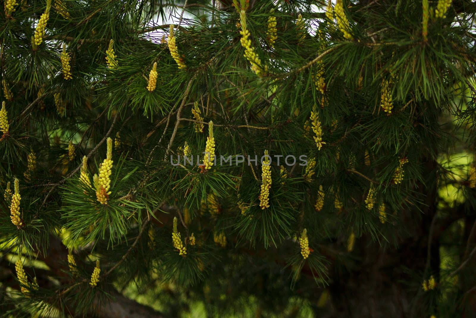 Pine flowers blooming in spring, outdoors in the forest. High quality photo