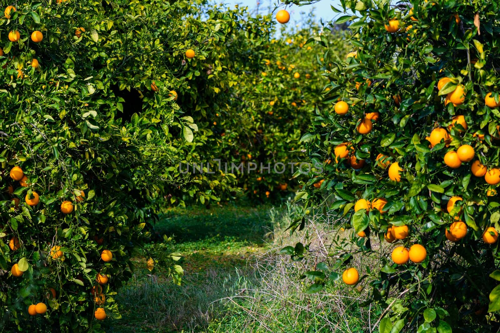 Orange trees in out of focus abandoned orchard along the road in Cyprus 2