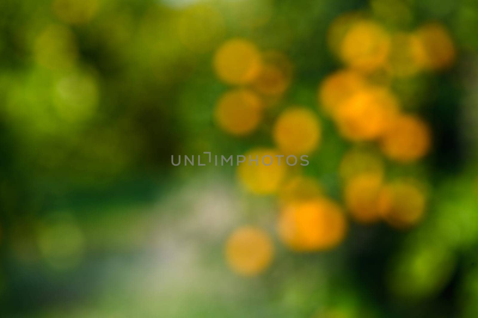 Orange trees abandoned orchard along a dirt road in Cyprus in out of focus 2