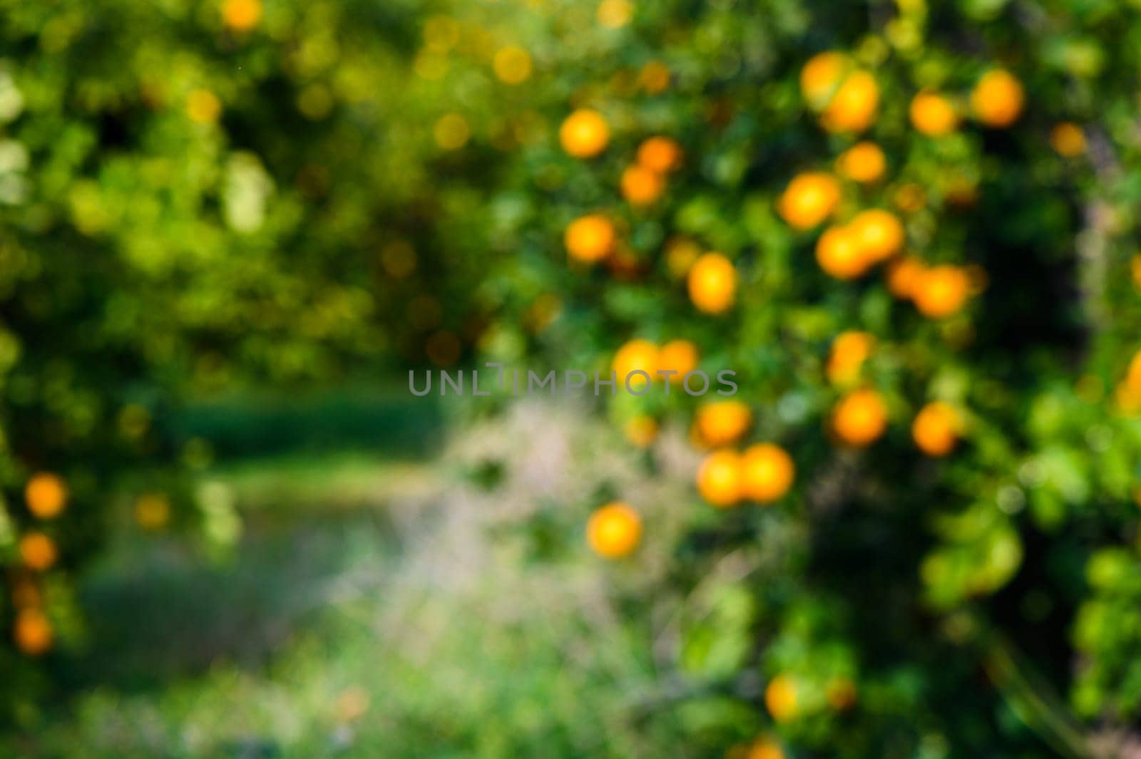 Orange trees in out of focus abandoned orchard along the road in Cyprus 1 by Mixa74