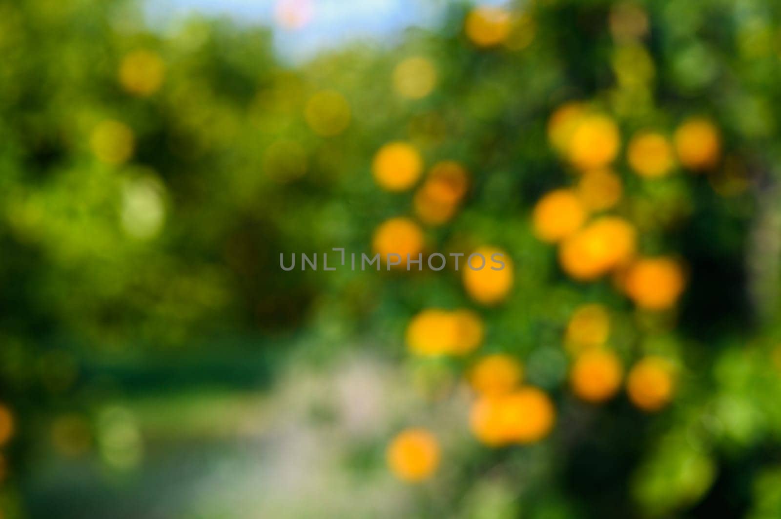 Orange trees abandoned orchard along a dirt road in Cyprus in out of focus 4