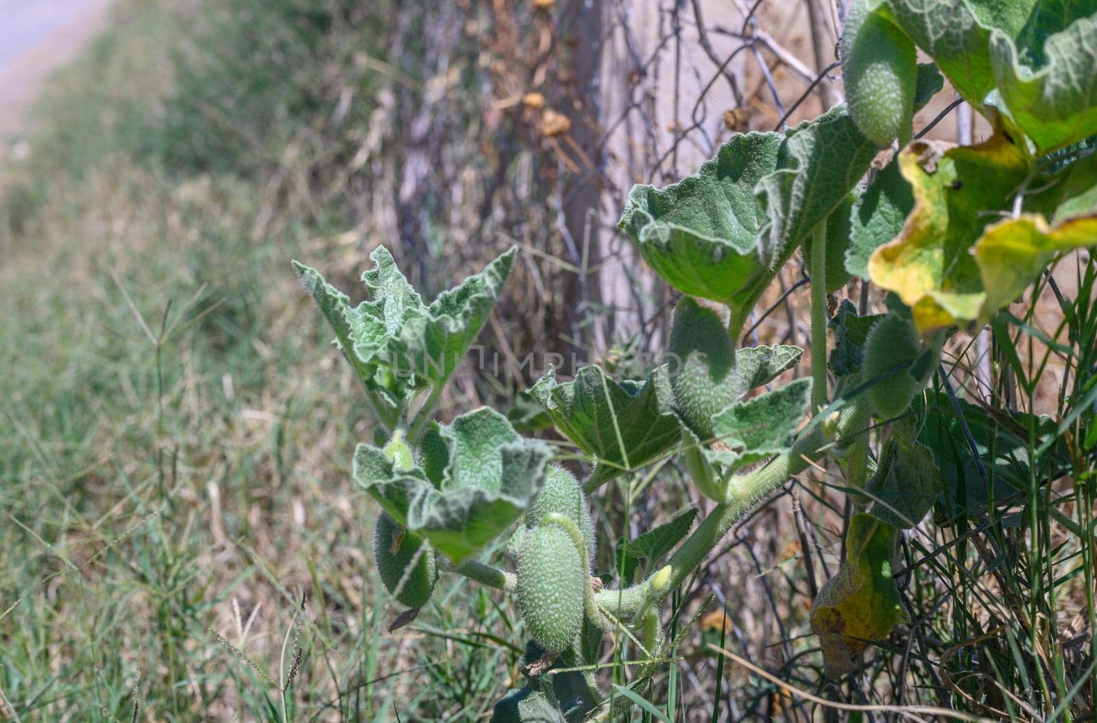 fruits of Ecballium elaterium, the Squirting cucumber, family Cucurbitaceae