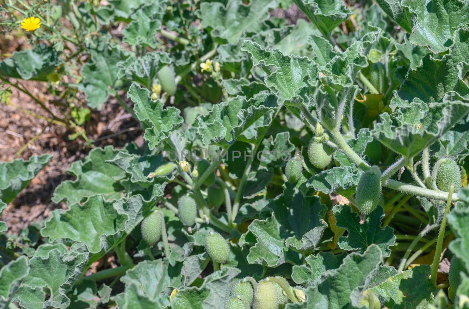 Gushing cucumber is a medicinal plant with its bitter juice.