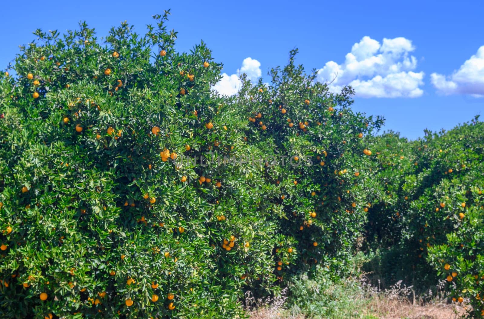 Orange plantation on the island of Cyprus3