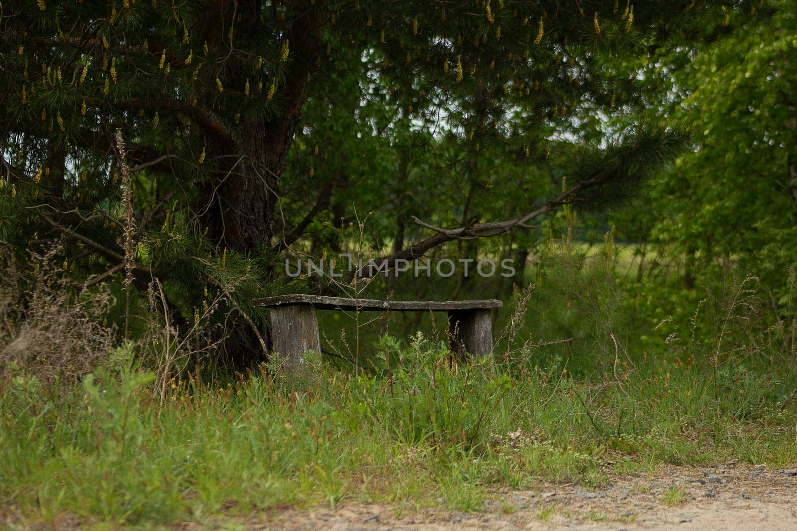 An old bench under a pine tree. High quality photo. Rural scene