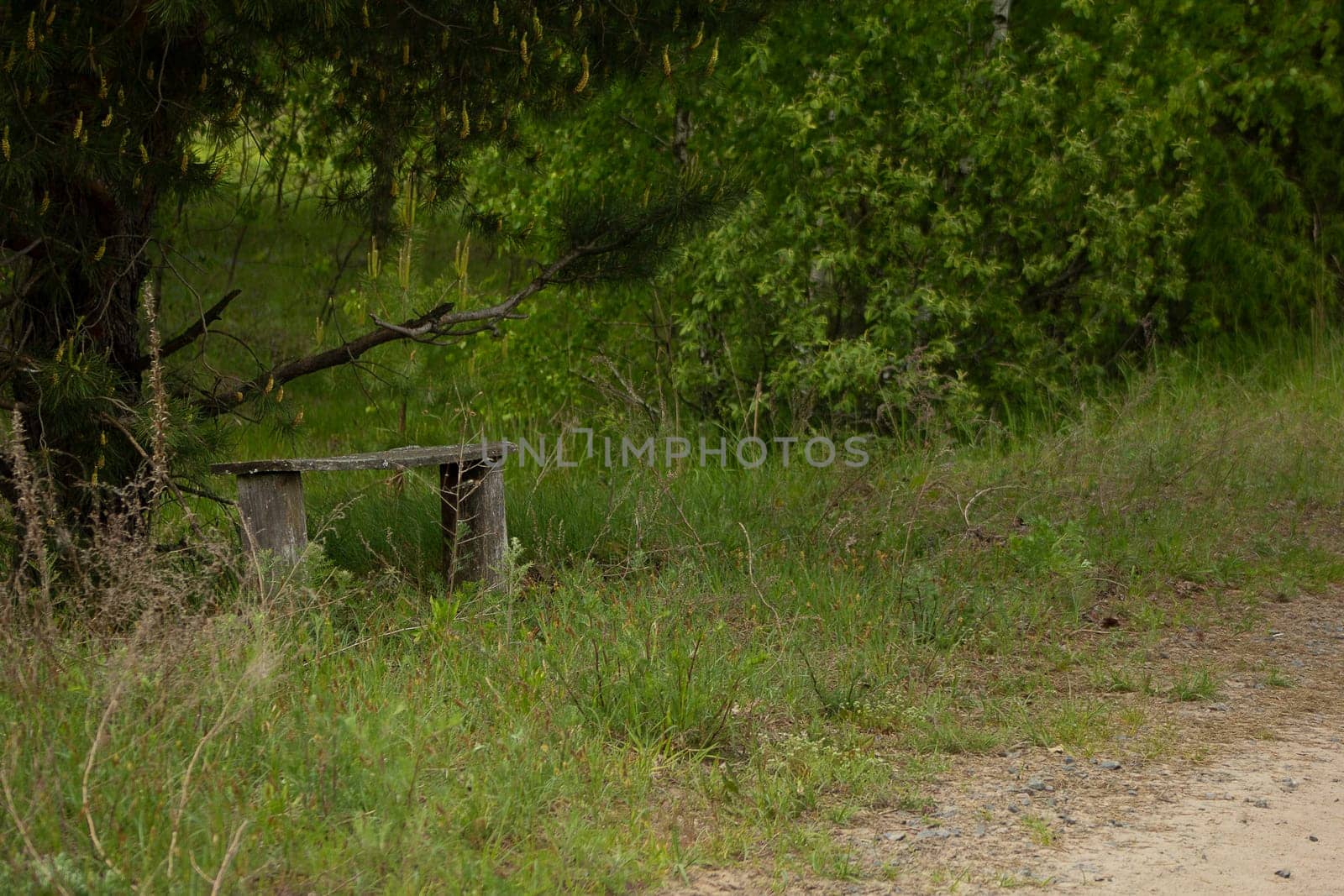 An old bench under a pine tree. High quality photo. Rural scene