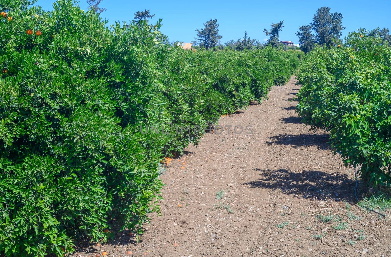 Orange plantation on the island of Cyprus by Mixa74