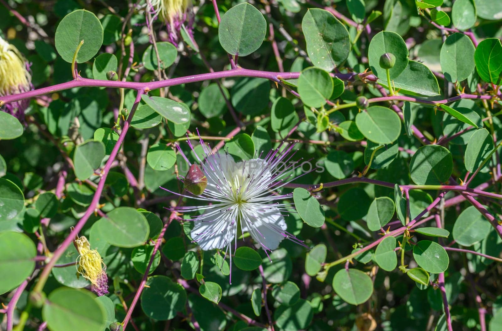 Closeup of a Caper bush, Capparis spinosa perennial plant flowers and buds 1