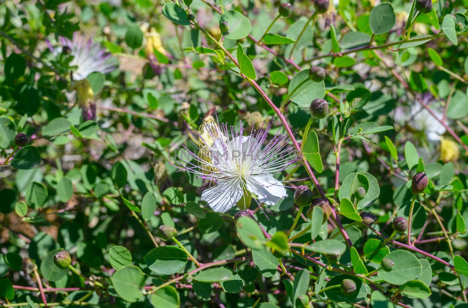 domestic natural bush of green capers with flowers in the garden