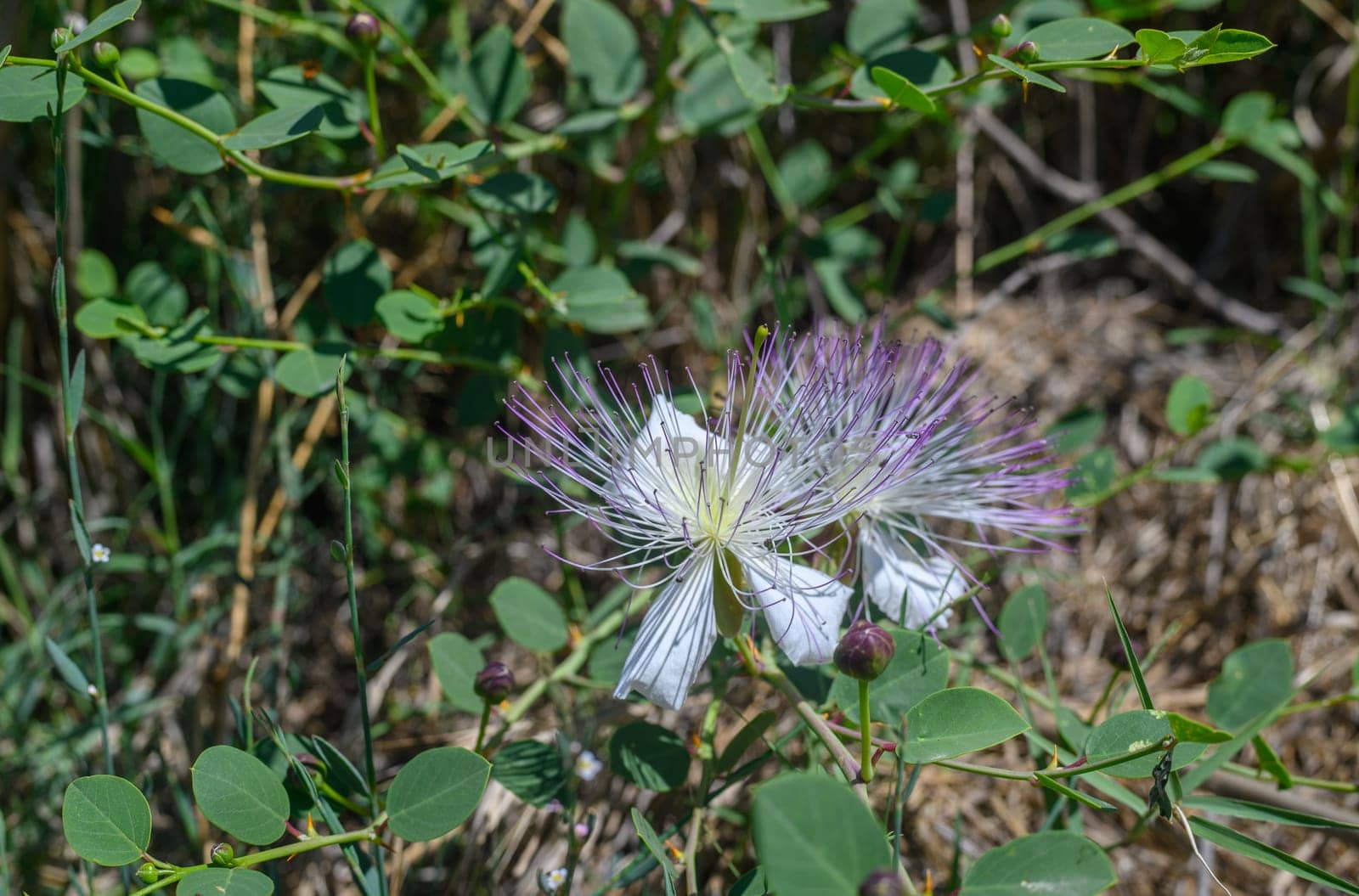 Closeup of a Caper bush, Capparis spinosa perennial plant flowers and buds by Mixa74