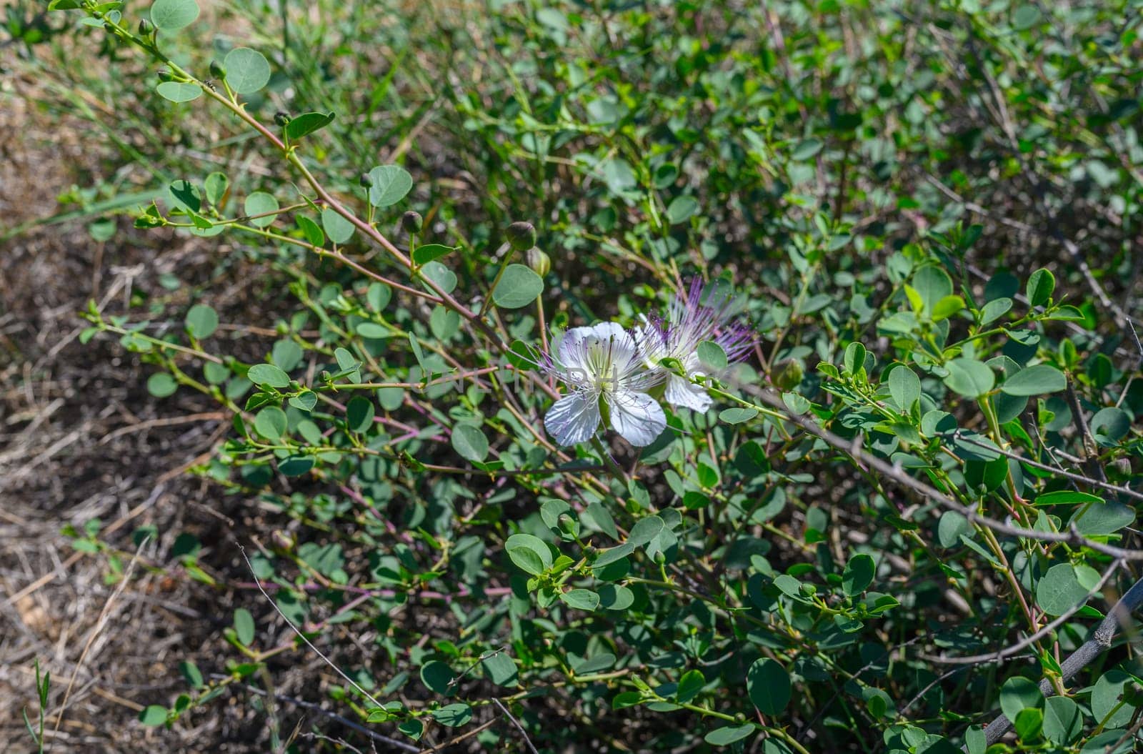 Closeup of a Caper bush, Capparis spinosa perennial plant flowers and buds